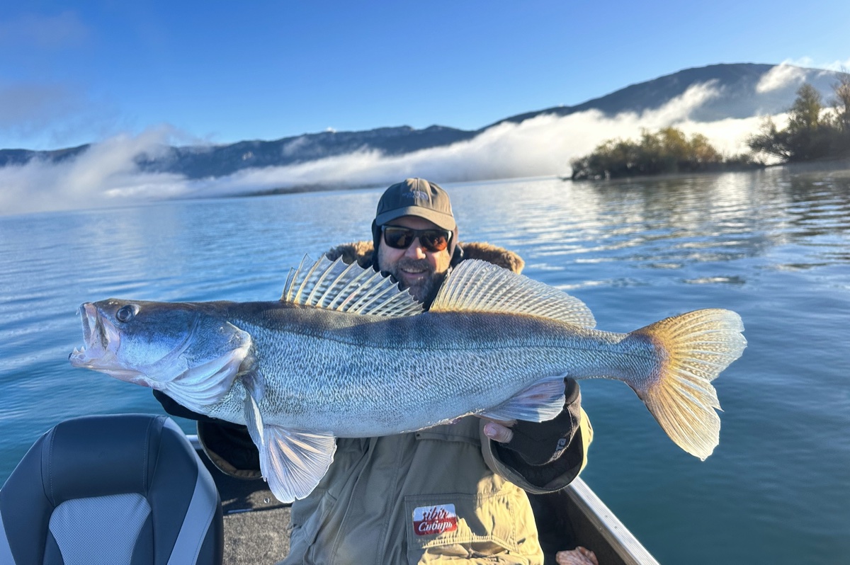 Sandre pêché en lac dans le Verdon