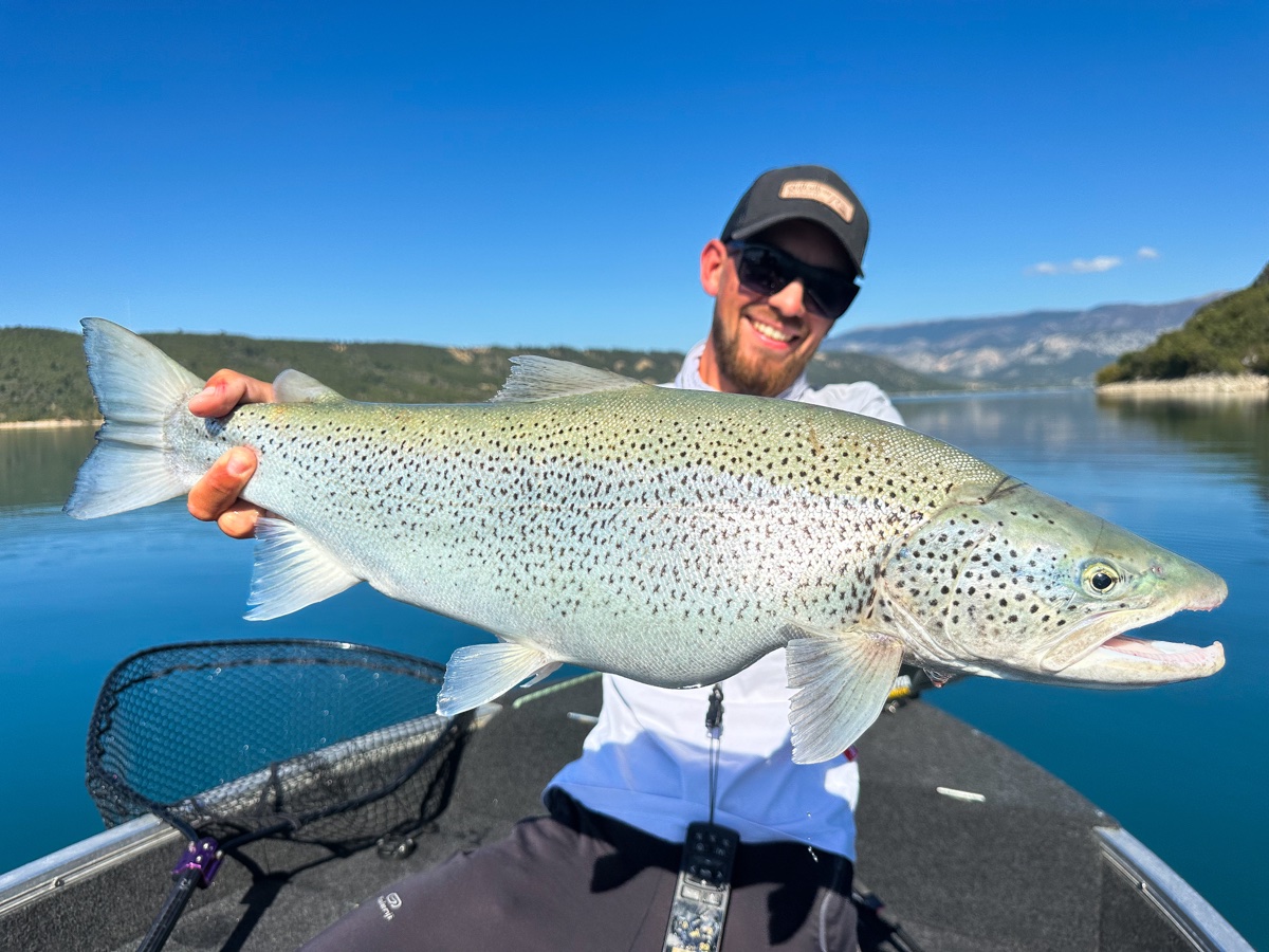 Truite lacustre des lacs alpins